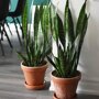 Sanseveria